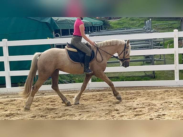 Weitere Ponys/Kleinpferde Wallach 3 Jahre 155 cm Palomino in Morsbach