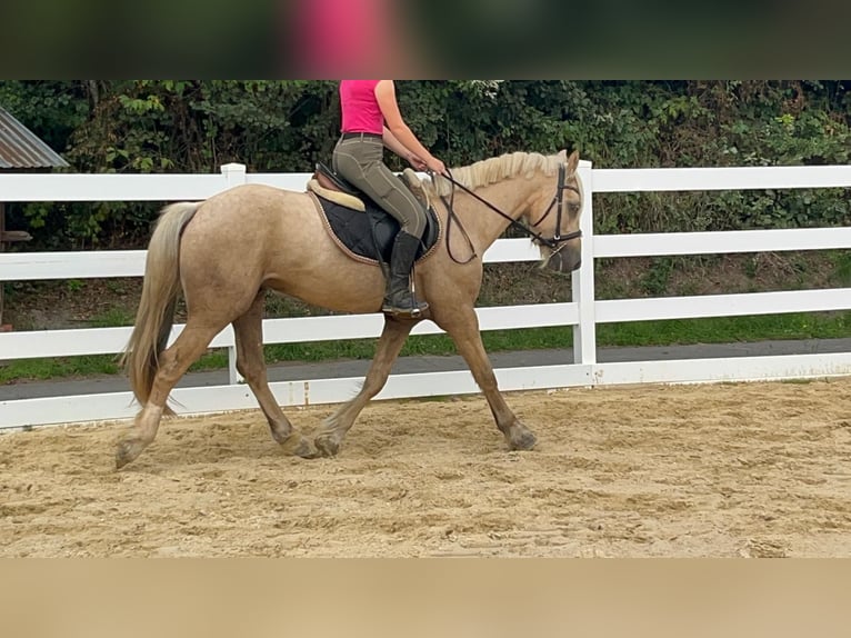 Weitere Ponys/Kleinpferde Wallach 3 Jahre 155 cm Palomino in Morsbach