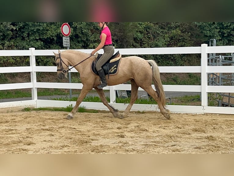 Weitere Ponys/Kleinpferde Wallach 3 Jahre 155 cm Palomino in Morsbach