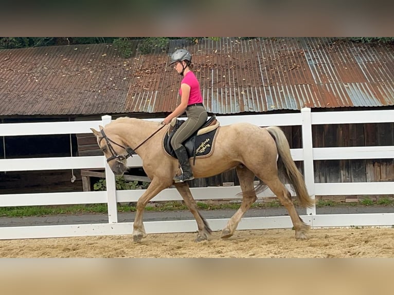 Weitere Ponys/Kleinpferde Wallach 3 Jahre 155 cm Palomino in Morsbach