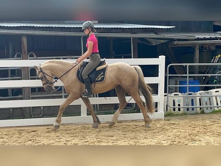 Weitere Ponys/Kleinpferde Wallach 3 Jahre 155 cm Palomino in Morsbach