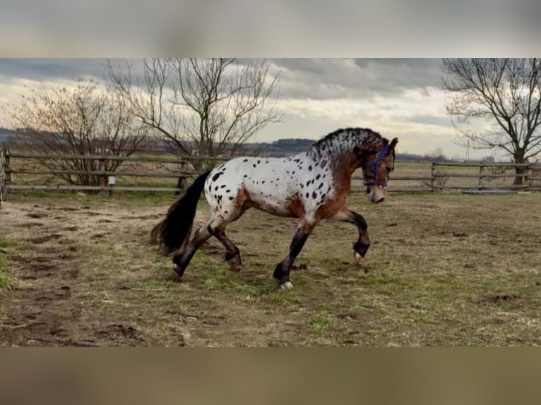 Weitere Ponys/Kleinpferde Wallach 3 Jahre 155 cm Tigerschecke in Rechnitz