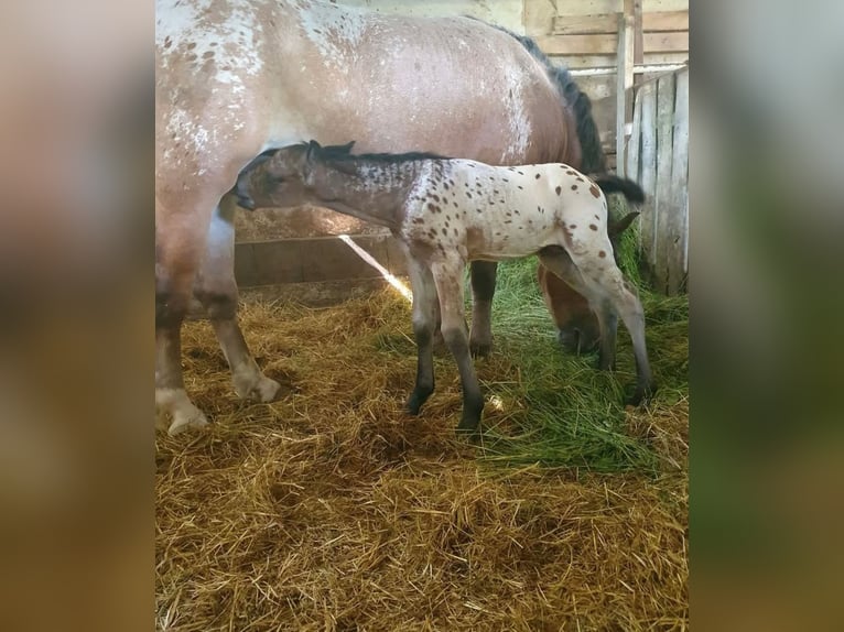 Weitere Ponys/Kleinpferde Wallach 3 Jahre 155 cm Tigerschecke in Rechnitz