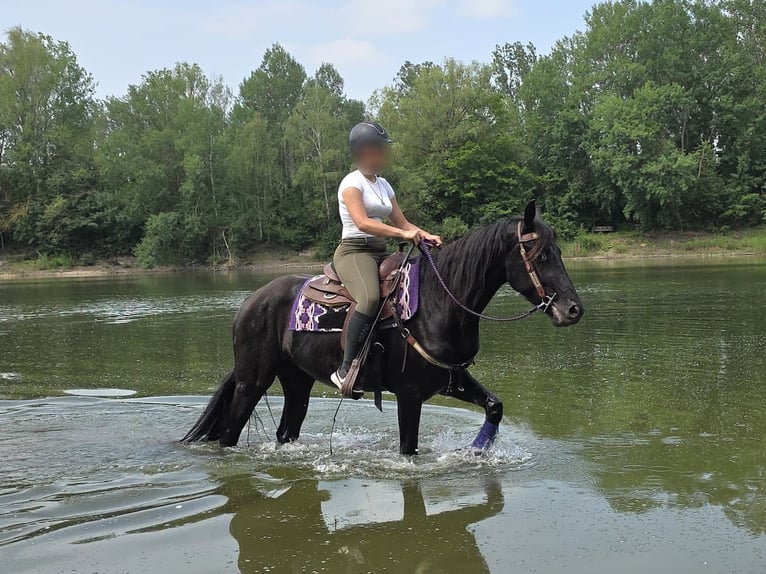 Weitere Ponys/Kleinpferde Wallach 3 Jahre 156 cm Rappe in Linkenbach