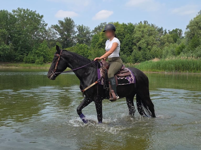 Weitere Ponys/Kleinpferde Wallach 3 Jahre 156 cm Rappe in Linkenbach