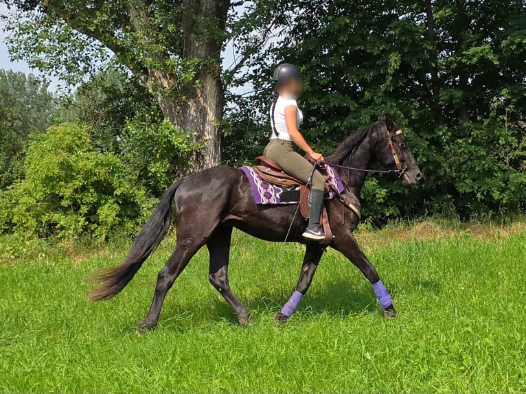 Weitere Ponys/Kleinpferde Wallach 3 Jahre 156 cm Rappe in Linkenbach