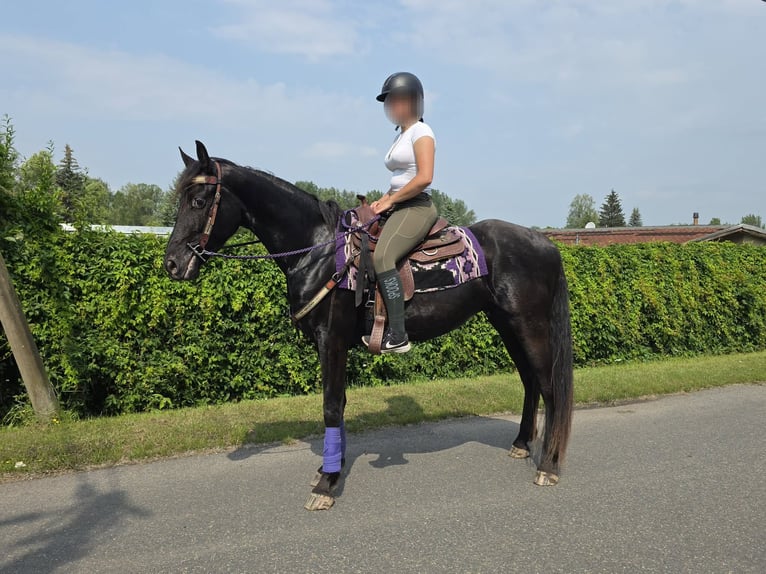 Weitere Ponys/Kleinpferde Wallach 3 Jahre 156 cm Rappe in Linkenbach