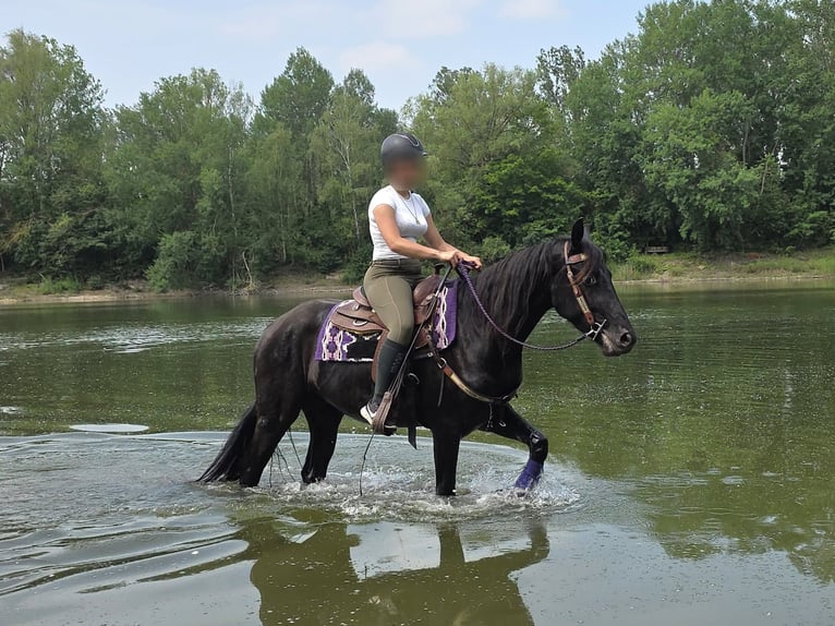 Weitere Ponys/Kleinpferde Wallach 3 Jahre 156 cm Rappe in Linkenbach