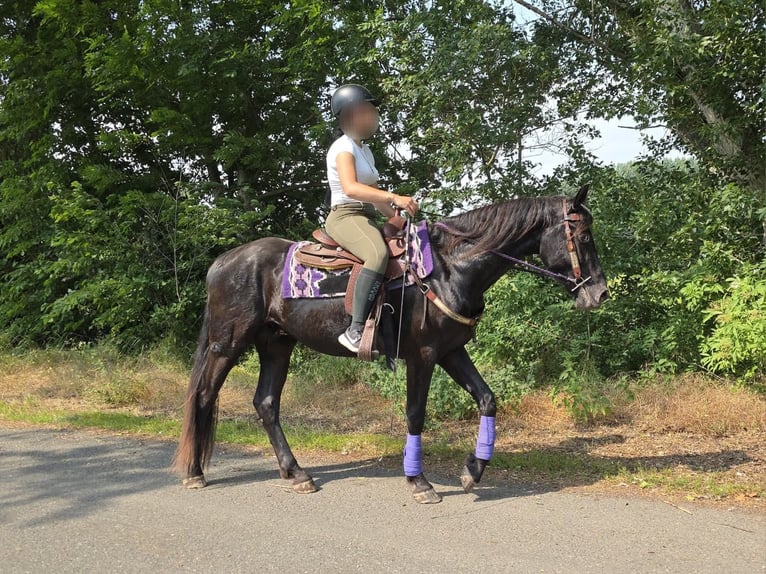 Weitere Ponys/Kleinpferde Wallach 3 Jahre 156 cm Rappe in Linkenbach