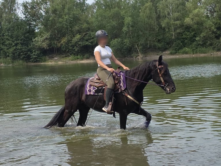 Weitere Ponys/Kleinpferde Wallach 3 Jahre 156 cm Rappe in Linkenbach
