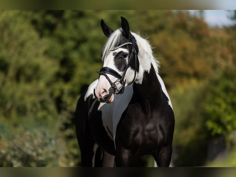 Weitere Ponys/Kleinpferde Wallach 3 Jahre 158 cm Schecke in Windhagen