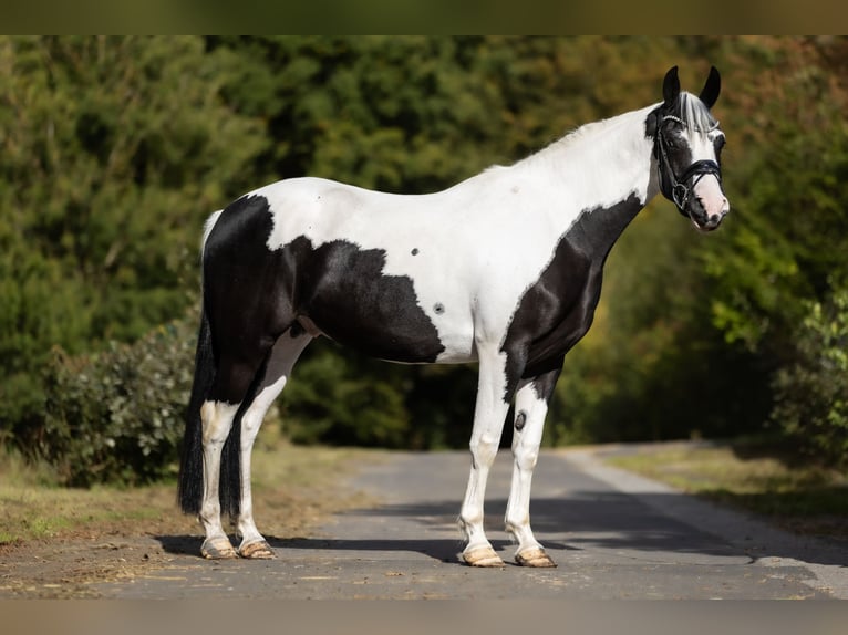 Weitere Ponys/Kleinpferde Wallach 3 Jahre 158 cm Schecke in Windhagen