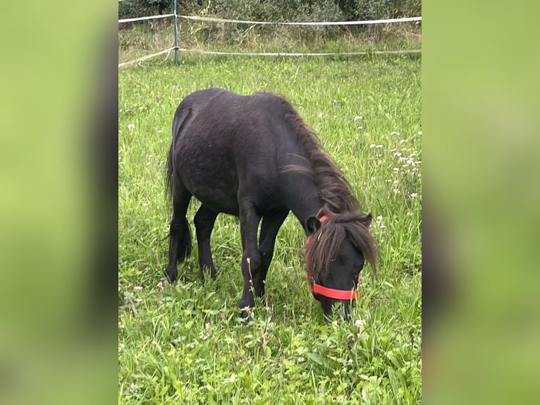 Weitere Ponys/Kleinpferde Wallach 3 Jahre 85 cm Rappe in Ursensollen