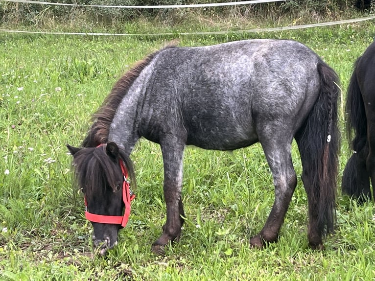Weitere Ponys/Kleinpferde Wallach 3 Jahre 85 cm Rappe in Ursensollen