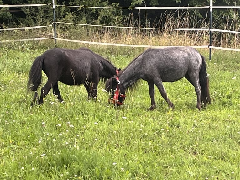 Weitere Ponys/Kleinpferde Wallach 3 Jahre 85 cm Rappe in Ursensollen