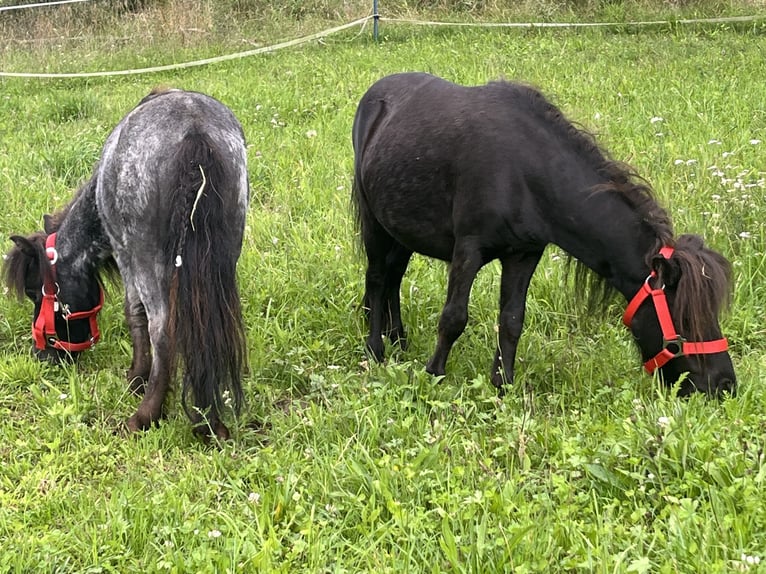 Weitere Ponys/Kleinpferde Wallach 3 Jahre 85 cm Rappe in Ursensollen