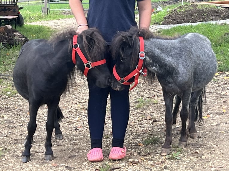 Weitere Ponys/Kleinpferde Wallach 3 Jahre 85 cm Rappe in Ursensollen