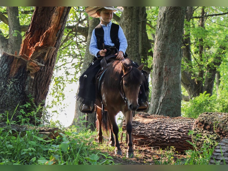 Weitere Ponys/Kleinpferde Wallach 3 Jahre 86 cm in Sugarcreek, OH