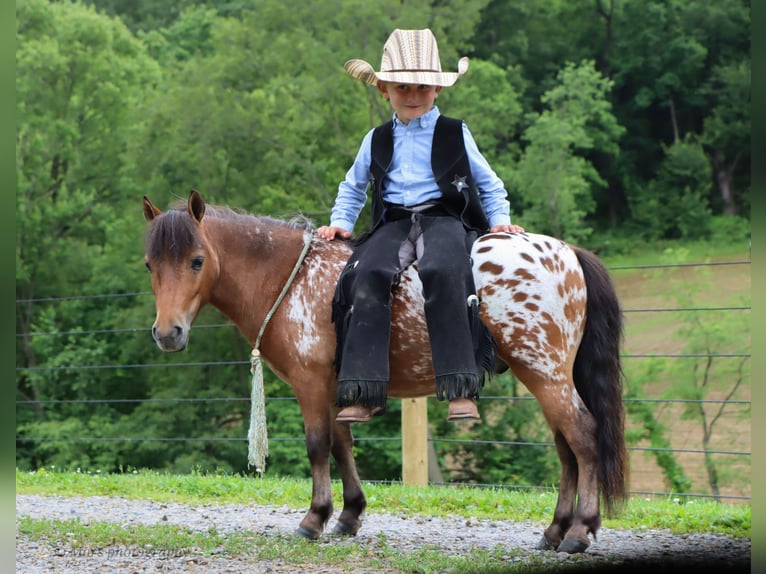 Weitere Ponys/Kleinpferde Wallach 3 Jahre 86 cm in Sugarcreek, OH