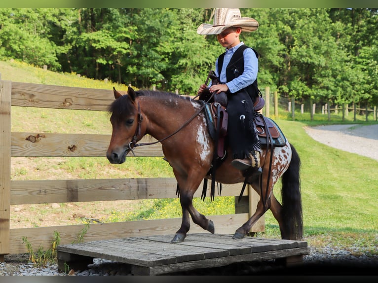 Weitere Ponys/Kleinpferde Wallach 3 Jahre 86 cm in Sugarcreek, OH