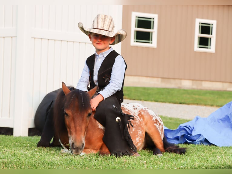 Weitere Ponys/Kleinpferde Wallach 3 Jahre 86 cm in Sugarcreek, OH