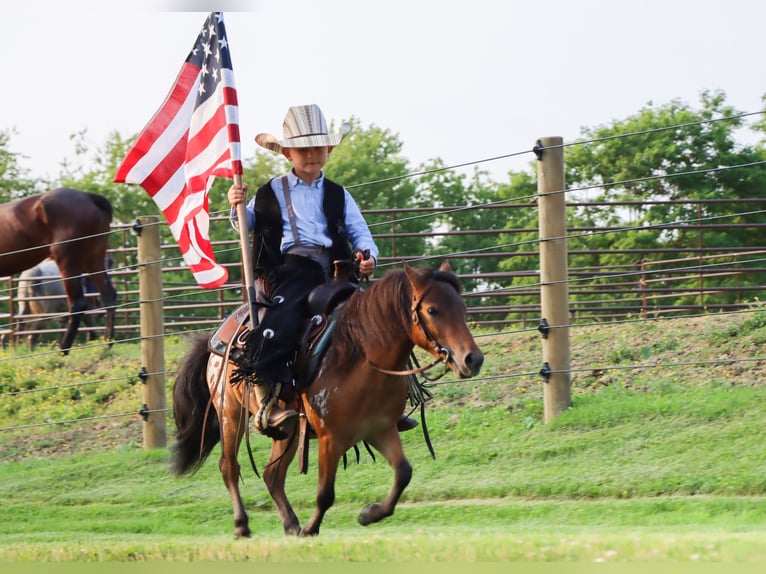 Weitere Ponys/Kleinpferde Wallach 3 Jahre 86 cm in Sugarcreek, OH