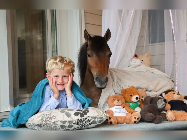 Weitere Ponys/Kleinpferde Wallach 3 Jahre 86 cm in Sugarcreek, OH