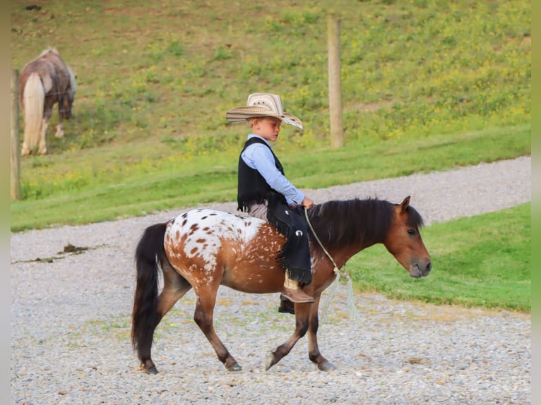 Weitere Ponys/Kleinpferde Wallach 3 Jahre 86 cm in Sugarcreek, OH
