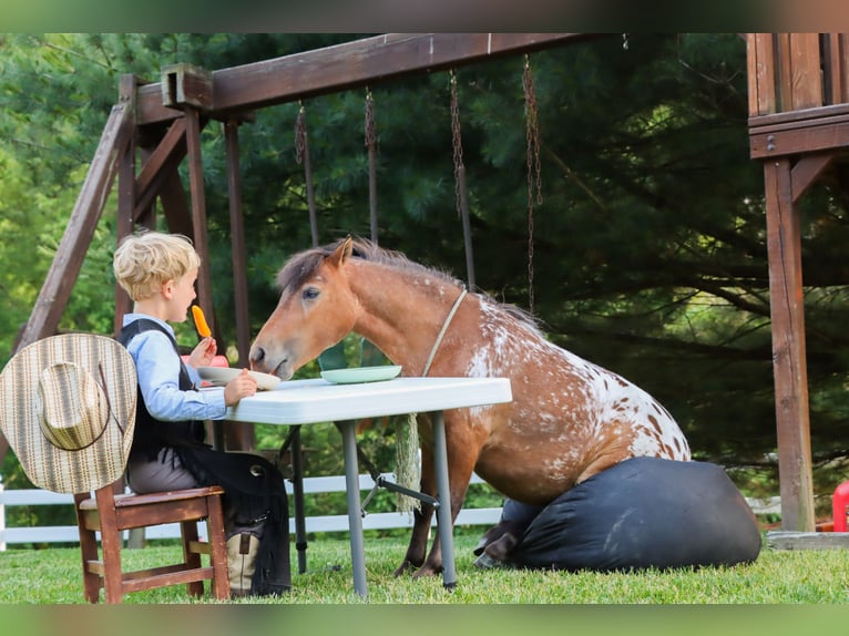 Weitere Ponys/Kleinpferde Wallach 3 Jahre 86 cm in Sugarcreek, OH