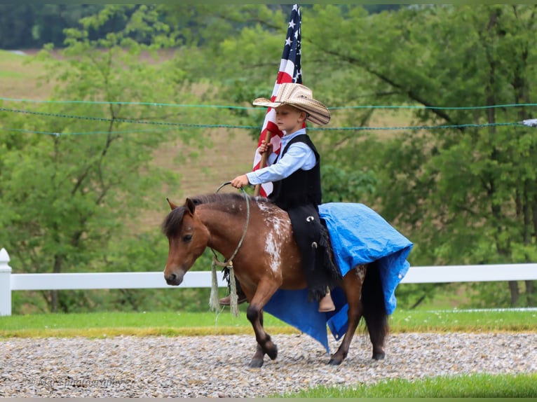 Weitere Ponys/Kleinpferde Wallach 3 Jahre 86 cm in Sugarcreek, OH