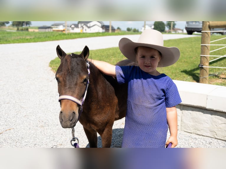 Weitere Ponys/Kleinpferde Wallach 3 Jahre 91 cm Rotbrauner in Fredericksburg