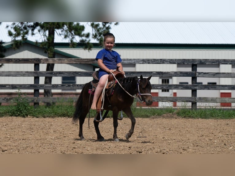 Weitere Ponys/Kleinpferde Wallach 3 Jahre 91 cm Rotbrauner in Fredericksburg