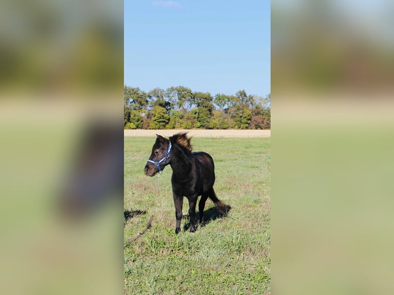 Weitere Ponys/Kleinpferde Wallach 4 Jahre 102 cm Rappe in Brownstown