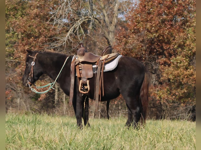 Weitere Ponys/Kleinpferde Wallach 4 Jahre 102 cm Rappe in Brownstown