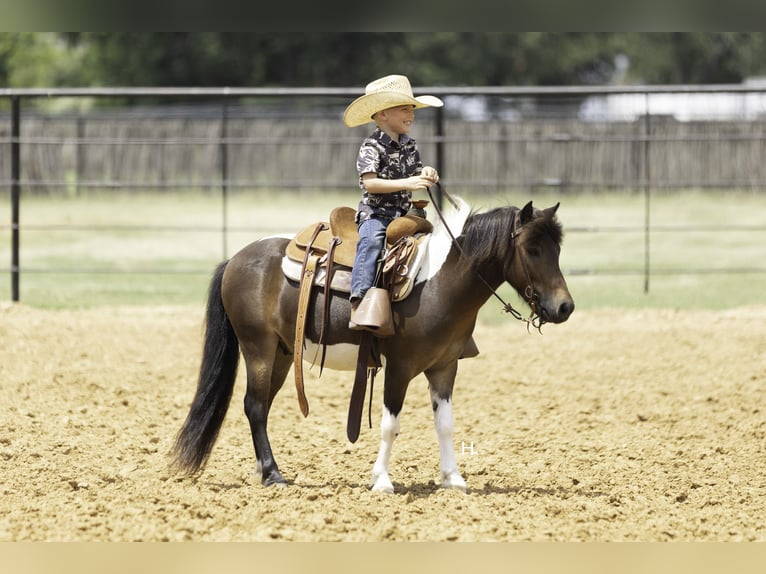 Weitere Ponys/Kleinpferde Wallach 4 Jahre 102 cm Schecke in Weatherford