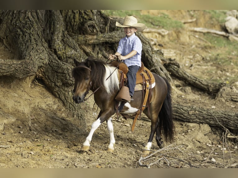 Weitere Ponys/Kleinpferde Wallach 4 Jahre 102 cm Schecke in Weatherford