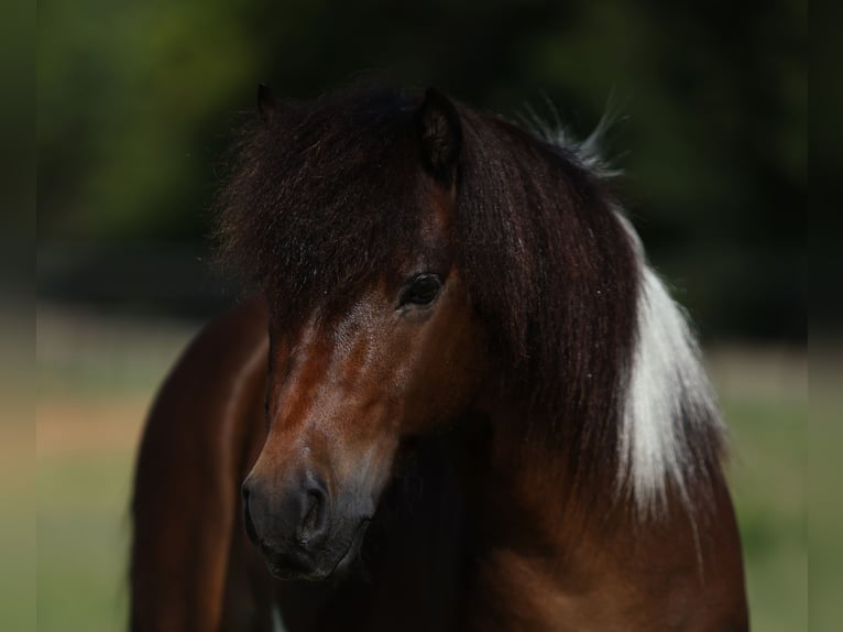 Weitere Ponys/Kleinpferde Wallach 4 Jahre 102 cm Schecke in Weatherford