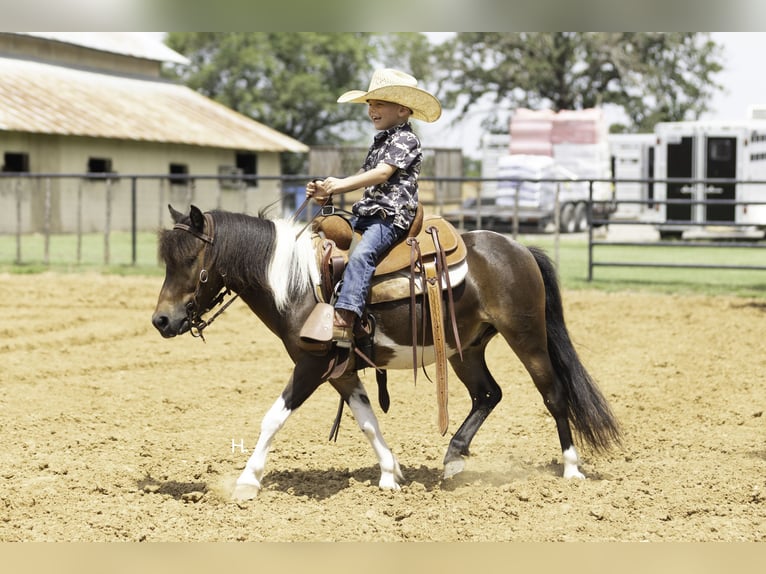 Weitere Ponys/Kleinpferde Wallach 4 Jahre 102 cm Schecke in Weatherford