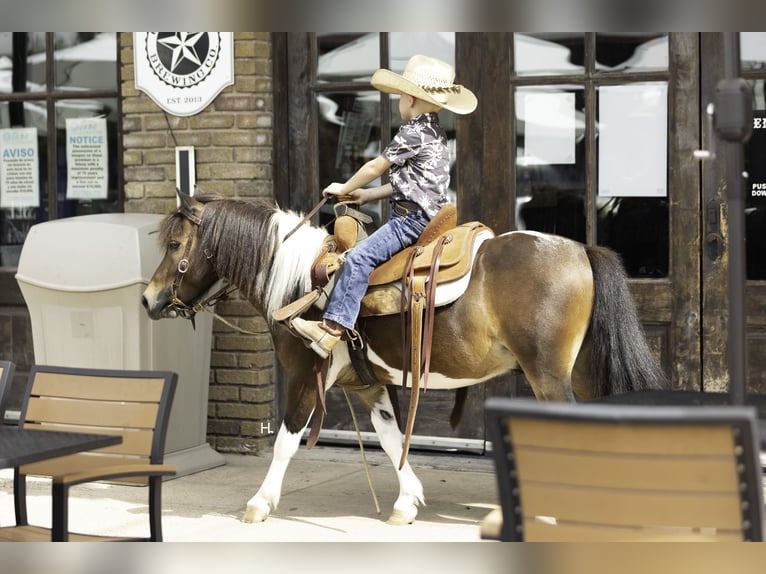 Weitere Ponys/Kleinpferde Wallach 4 Jahre 102 cm Schecke in Weatherford