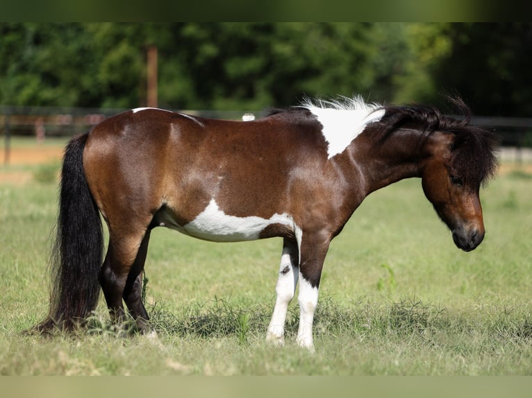 Weitere Ponys/Kleinpferde Wallach 4 Jahre 102 cm Schecke in Weatherford
