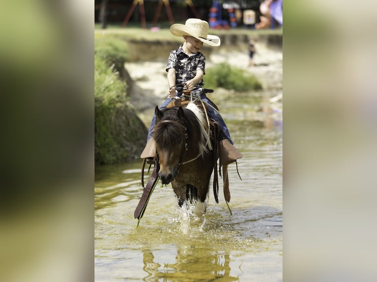 Weitere Ponys/Kleinpferde Wallach 4 Jahre 102 cm Schecke in Weatherford
