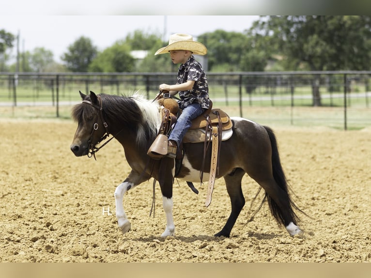 Weitere Ponys/Kleinpferde Wallach 4 Jahre 102 cm Schecke in Weatherford