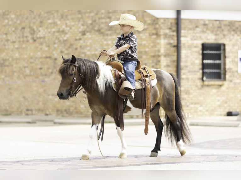 Weitere Ponys/Kleinpferde Wallach 4 Jahre 102 cm Schecke in Weatherford