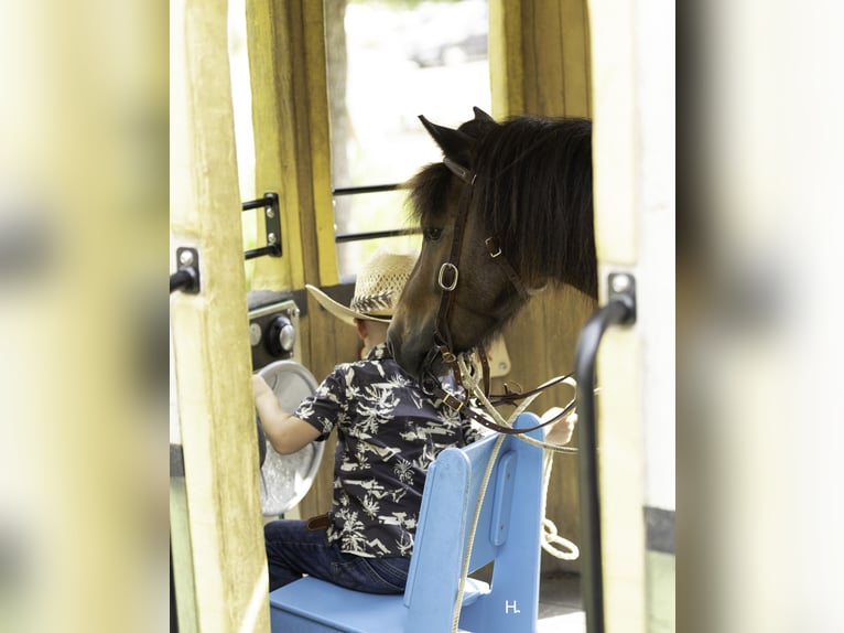 Weitere Ponys/Kleinpferde Wallach 4 Jahre 102 cm Schecke in Weatherford