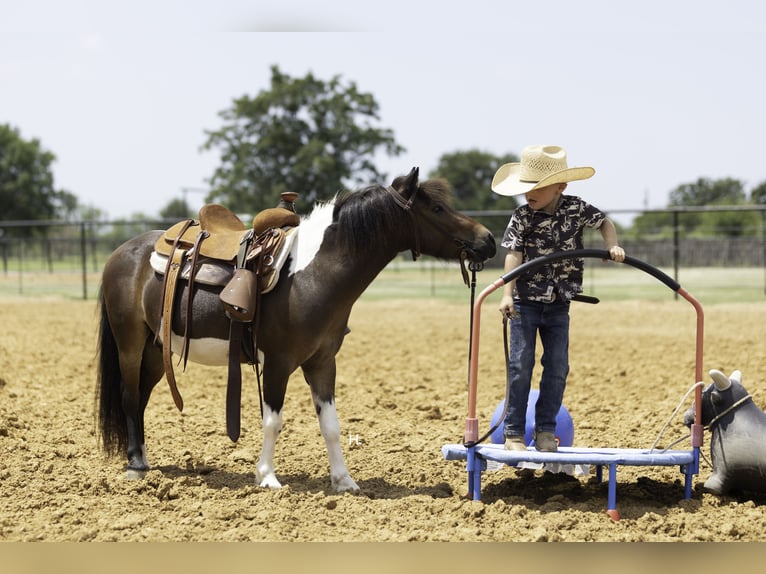 Weitere Ponys/Kleinpferde Wallach 4 Jahre 102 cm Schecke in Weatherford