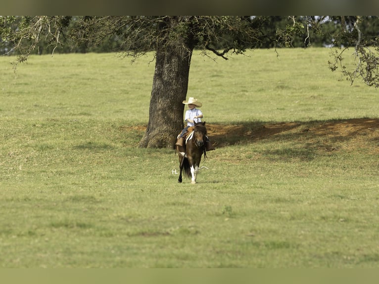 Weitere Ponys/Kleinpferde Wallach 4 Jahre 102 cm Schecke in Weatherford