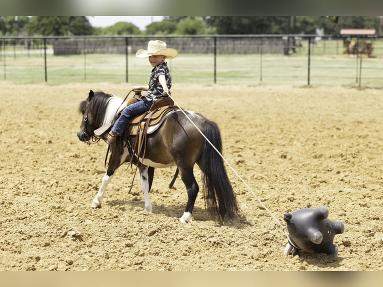 Weitere Ponys/Kleinpferde Wallach 4 Jahre 102 cm Schecke in Weatherford