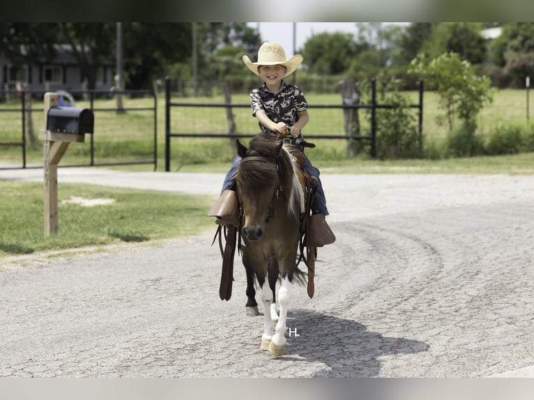 Weitere Ponys/Kleinpferde Wallach 4 Jahre 102 cm Schecke in Weatherford