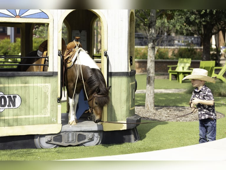 Weitere Ponys/Kleinpferde Wallach 4 Jahre 102 cm Schecke in Weatherford