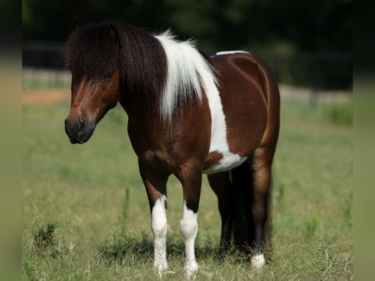 Weitere Ponys/Kleinpferde Wallach 4 Jahre 102 cm Schecke in Weatherford